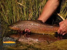 Papa-bun pt pesti - imagesy.jpeg